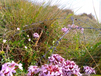 Flowers grow entangled in the barbed wire.